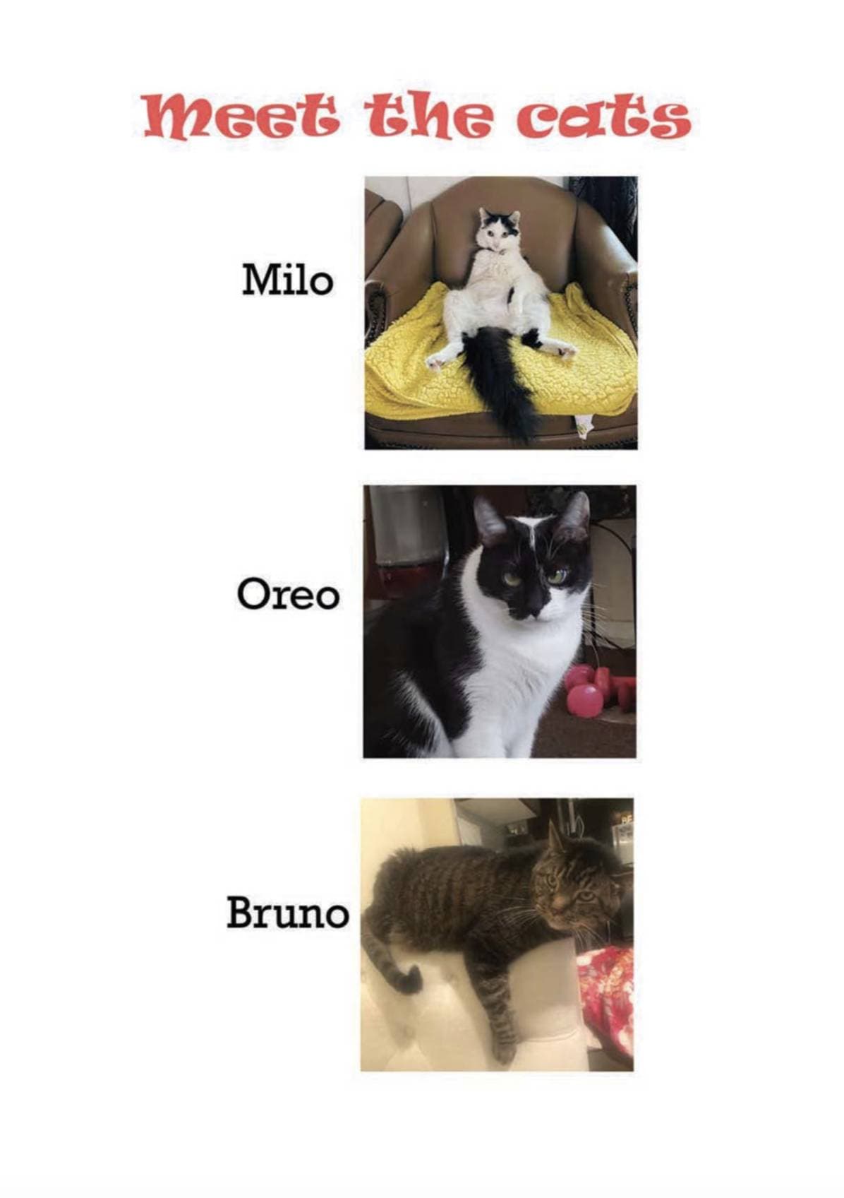 Cuatro de ellos se inspiran en la crisis por el coronavirus y cuatro son poemas de gatos inspirados en los gatos Milo, Oreo y Bruno.