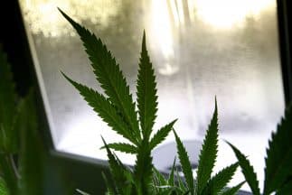 Actualmente, la droga es usada para tratar epilepsia, cáncer, esclerosis múltiple, dolor crónico y otras enfermedades graves.