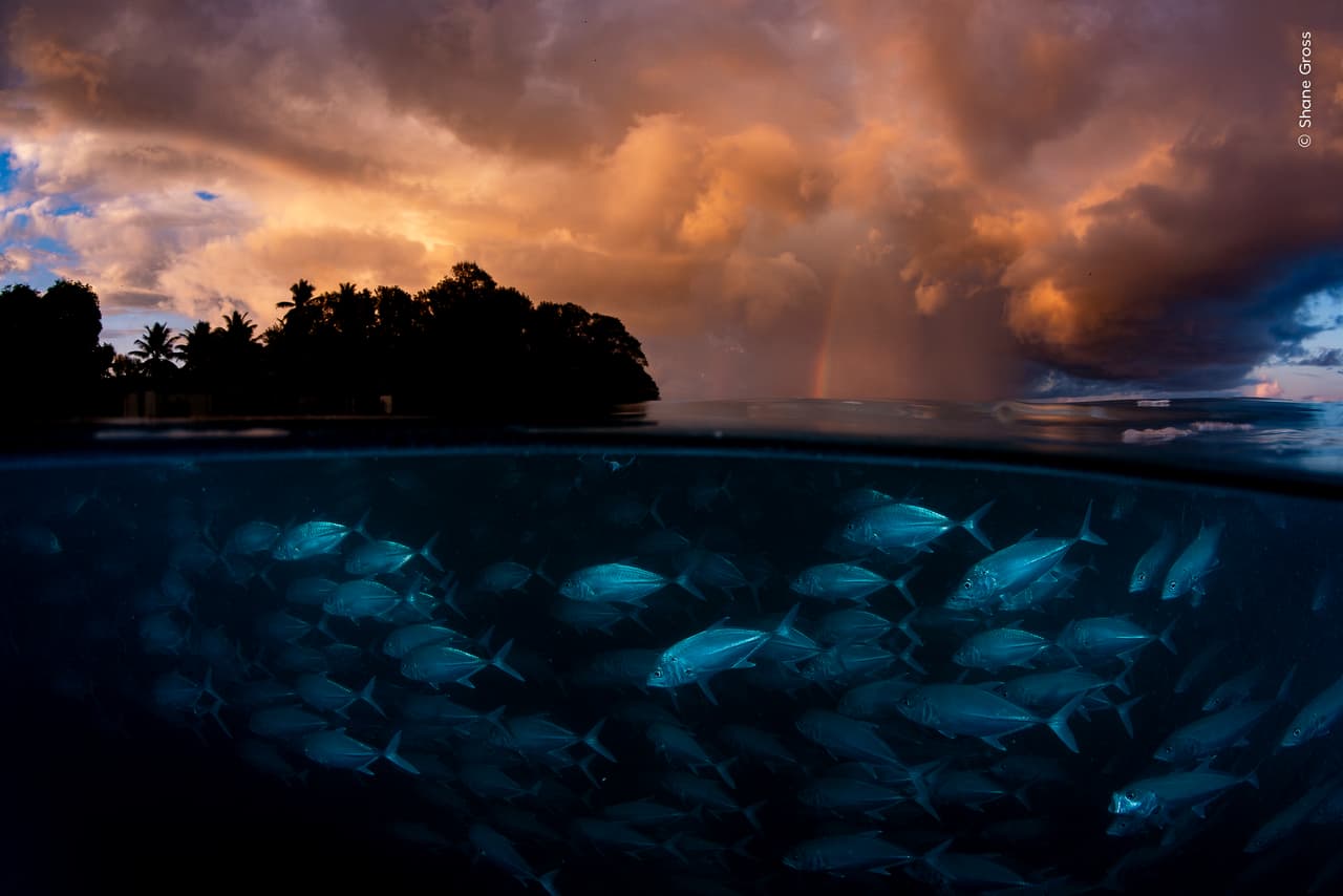 Calma en medio de la tormenta, de Shane Gross (Canadá) se llevó la mención de honor en la categoría Océanos. 
<br>
<br>La imagen capta cómo se acerca lentamente a un banco de jureles ojigrandes mientras despunta la luz de la mañana y se aproxima una tormenta.
<br>
<br>Shane observaba este banco de peces nadando cerca de la costa cada mañana al amanecer. Con el objetivo de lograr una toma dividida (a flor de agua), invirtió la posición de la cámara para equilibrar la flotabilidad y ajustó su postura, acercándose lentamente al curioso grupo de peces.
<br>
<br>El jurel ojigrande es objeto de pesca en muchas partes del mundo, pero aquí se encuentra relativamente a salvo. En 2023, las aguas que rodean la isla D’Arros se declararon Área Marina Protegida y se designaron como zonas de exclusión pesquera, como parte de la iniciativa mundial para que los gobiernos protejan el 30 % de la superficie terrestre y oceánica de la Tierra para el año 2030.
<br>
<br>La fotografía fue tomada en la Isla D’Arros, Seychelles.