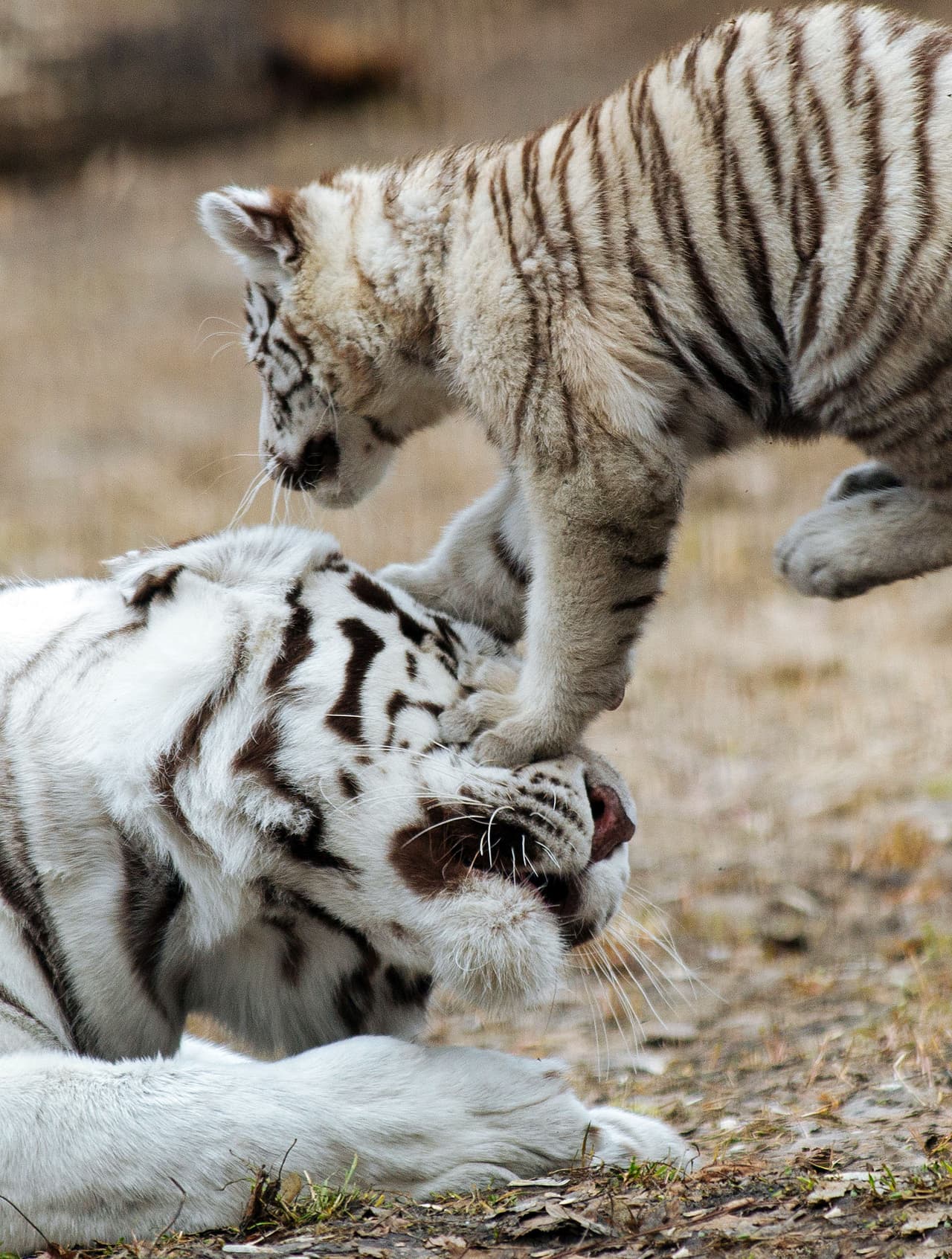 “En las fotos sólo se aprecia uno, aunque son dos recién nacidos. Era casi su primera aparición con su mamá, Zaya, que lo ha acomopañado a pasear”, señaló Lukin.