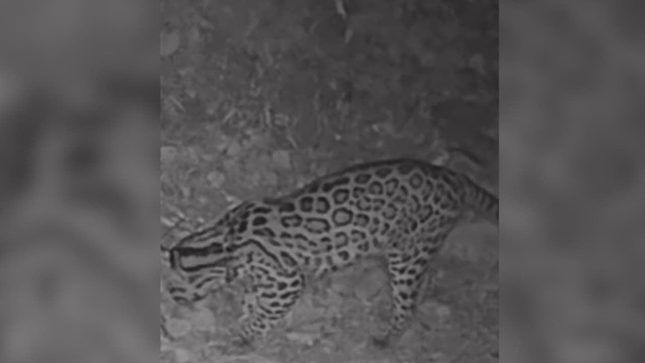 Captan en video a un raro ejemplar de ocelote que nunca antes había sido registrado: Te lo mostramos