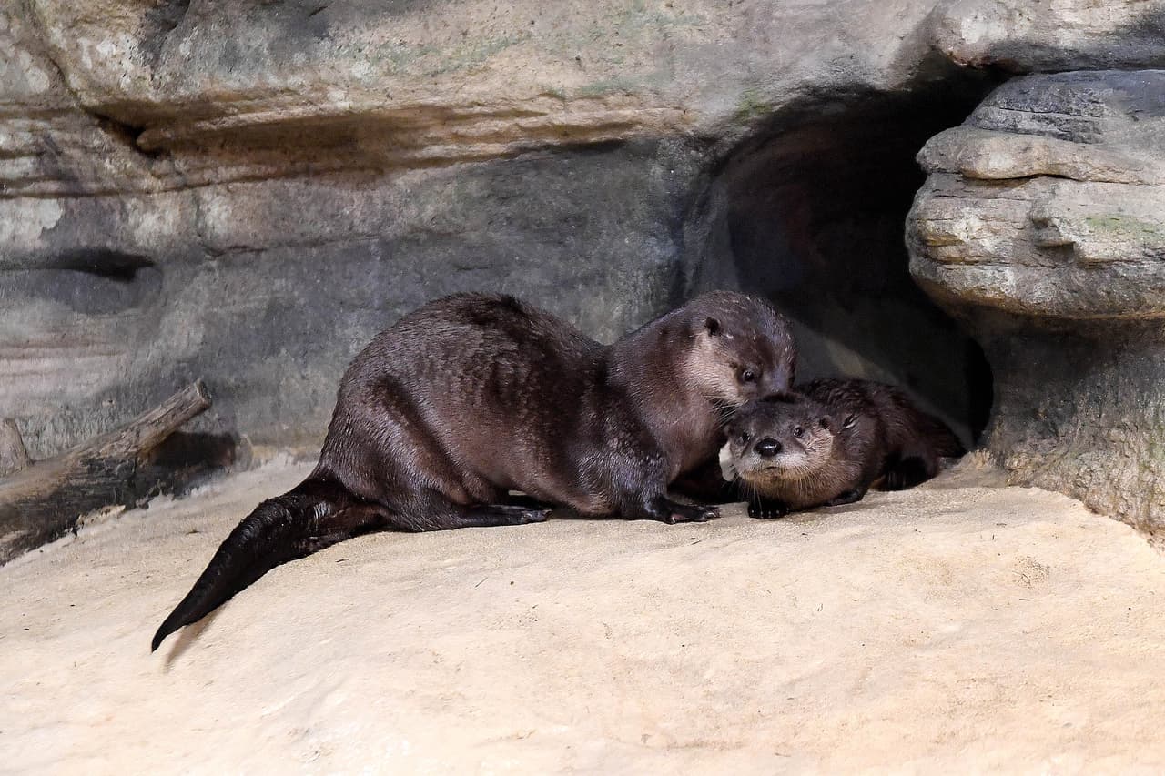 Gracias a un plan de recuperación, las nutrias salieron de esta lista en 2004.