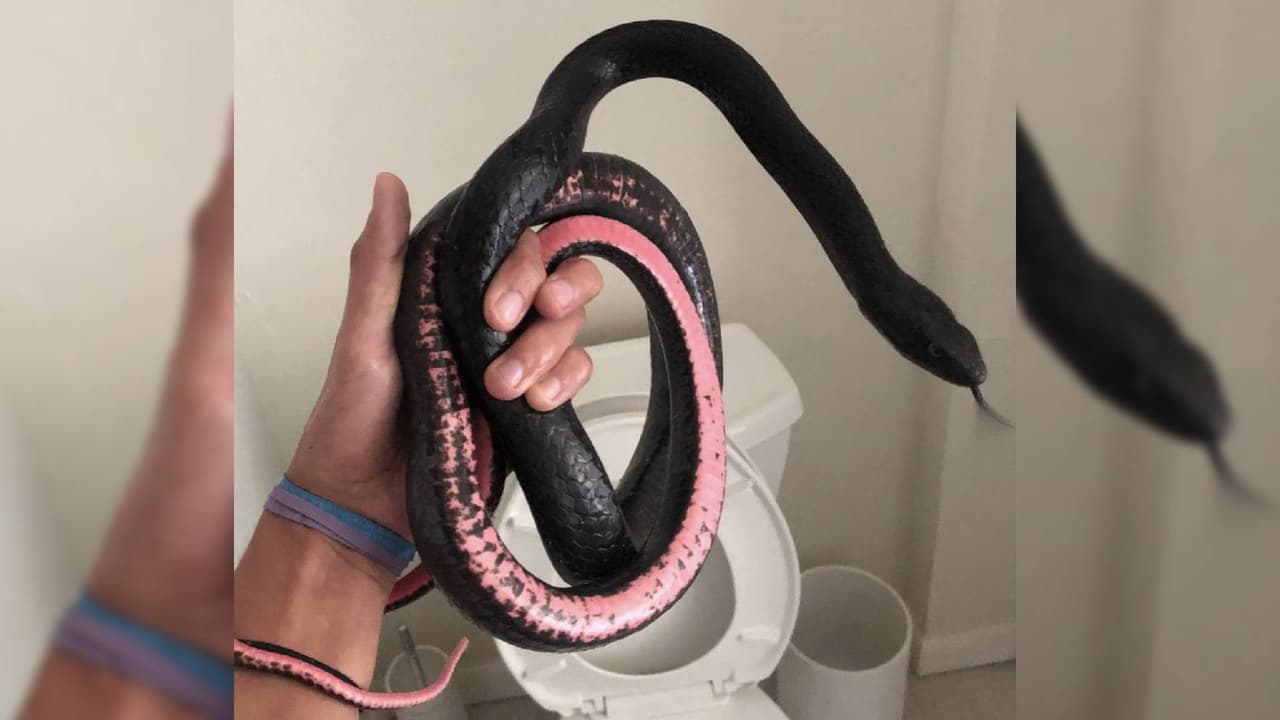 Se trataba de una coachwhip, también llamadas chirrioneras o serpiente látigo.