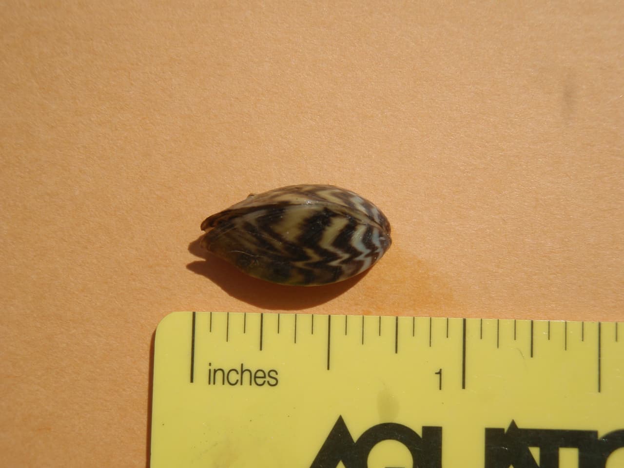 La posesión o el transporte de mejillones cebra en Texas es un delito menor de Clase C para la primera infracción, y puede enfrentar una multa de hasta $500.