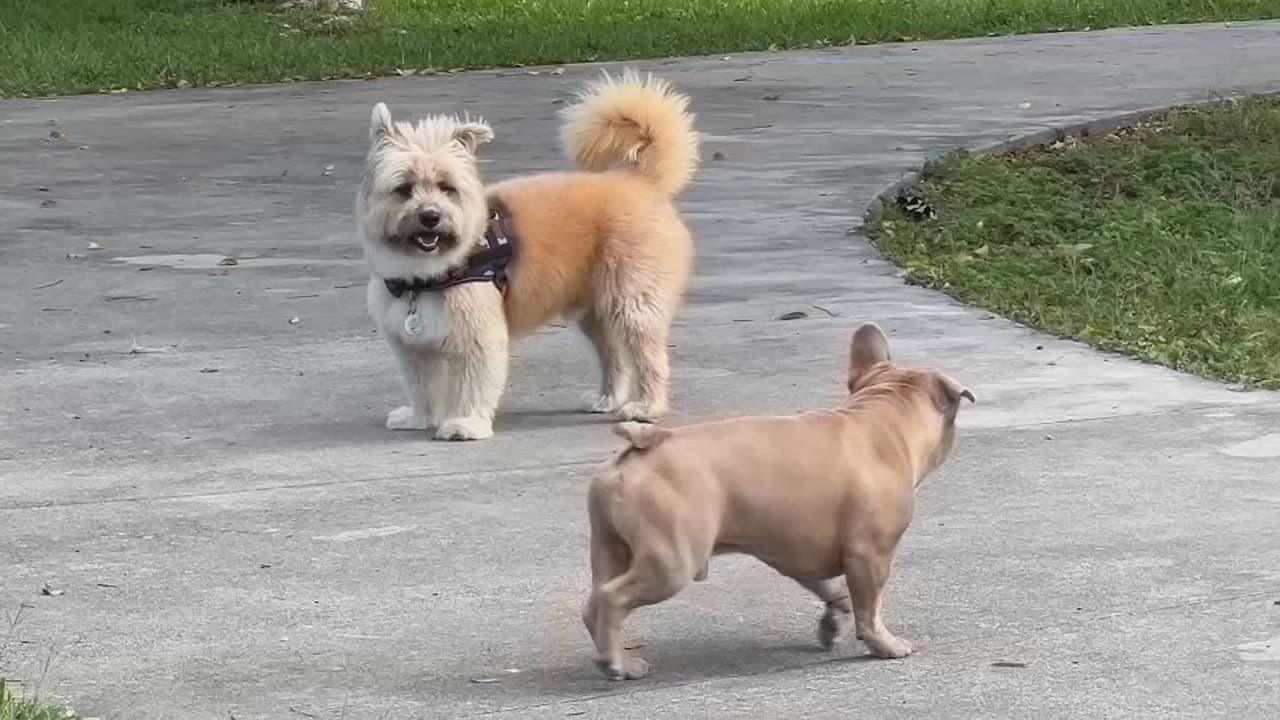 Descubren posible causa de virus respiratorio en perros: dueños de mascotas en Miami-Dade bajo alerta