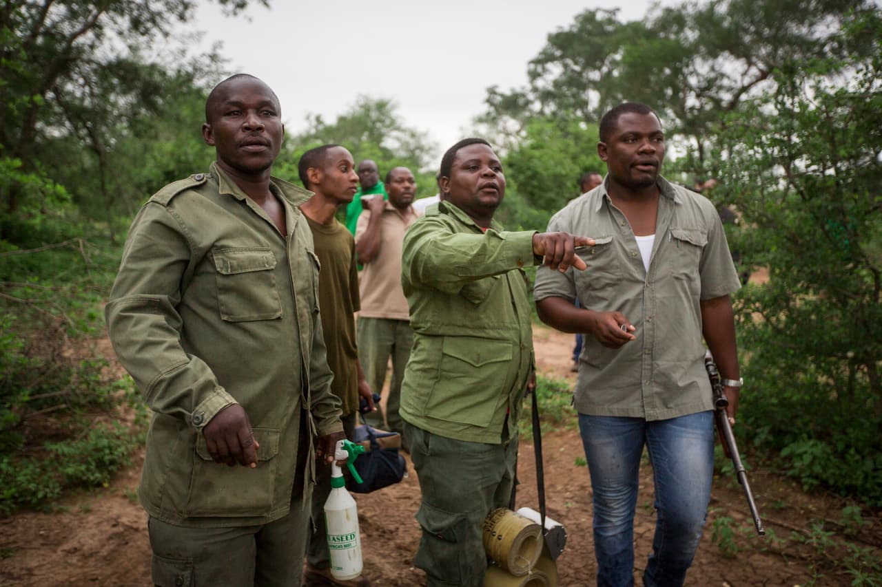 Cansados de ver fallecer tantos animales a pesar de las medidas ya implementadas para proteger a los elefantes que viven en estado silvestre, los funcionarios del Parque Nacional Mikumi de Tanzania se han dado a la tarea de identificar a los individuos de las poblaciones cercanas mucho más de cerca y con la ayuda de tecnología. Este es el escuadrón que está cumpliendo una nueva estrategia para cuidar a los animales.