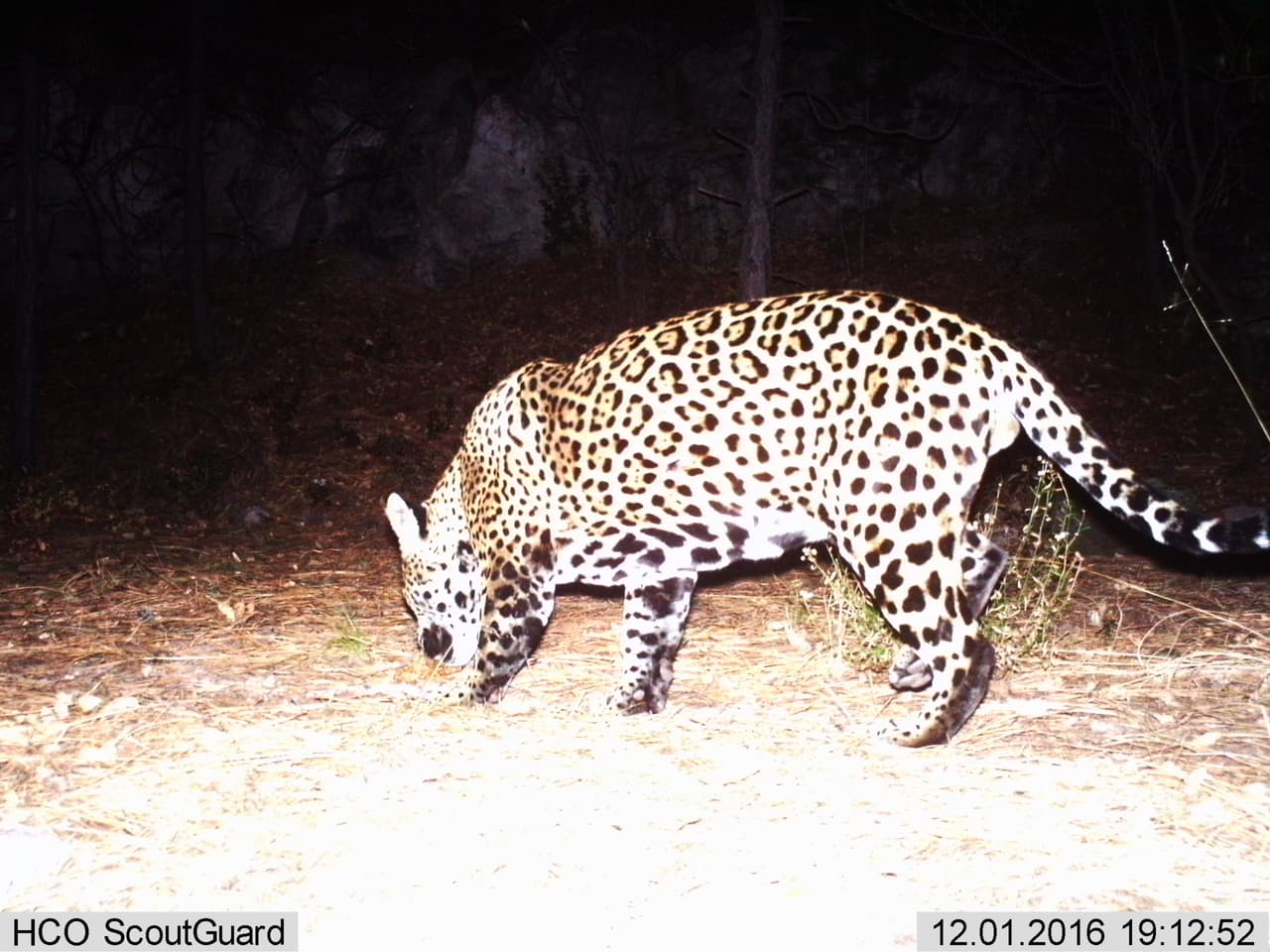 Imágenes de jaguares captadas en las montañas de Arizona.