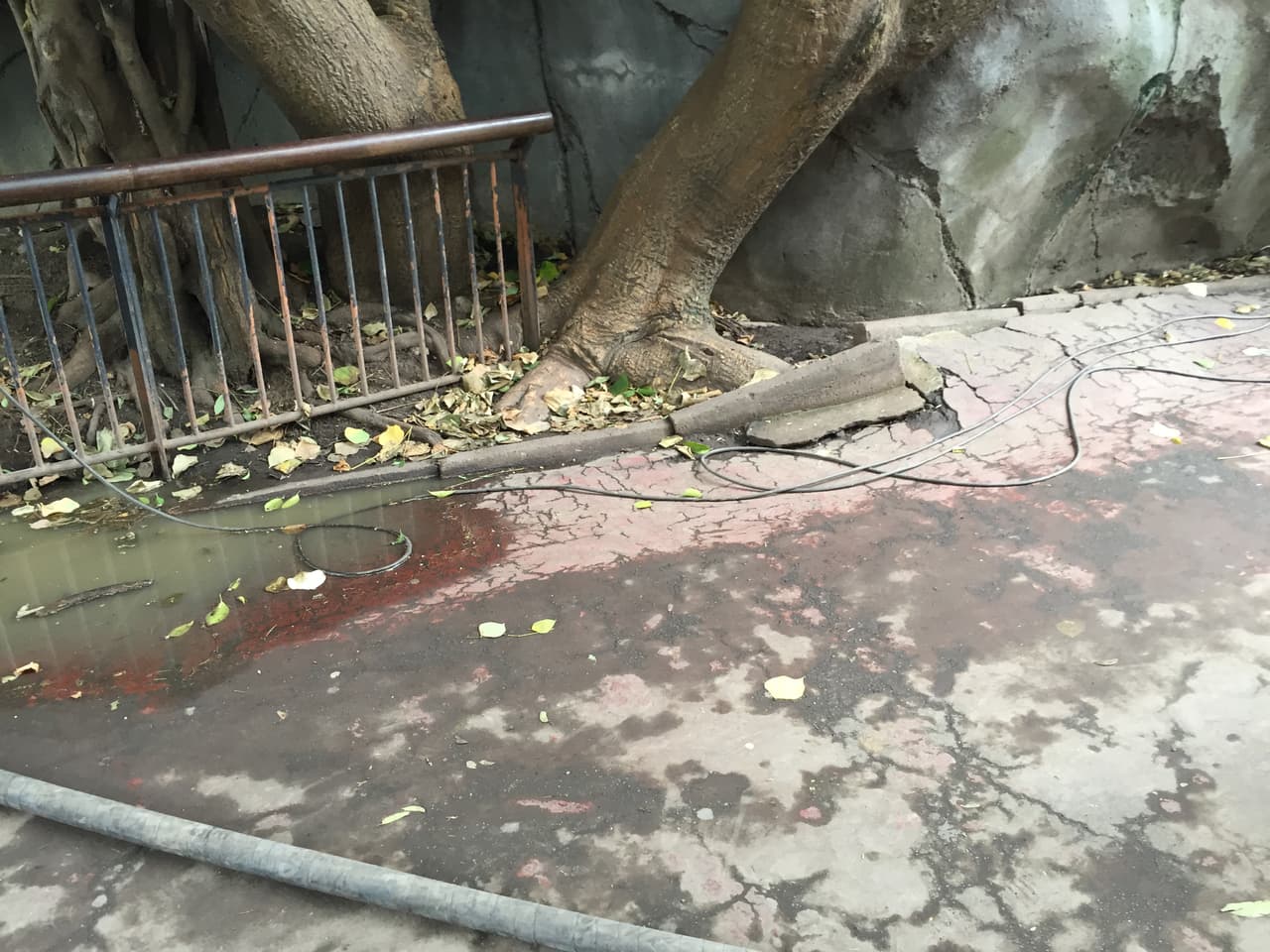 Los cables pasan bajo el charco de agua.