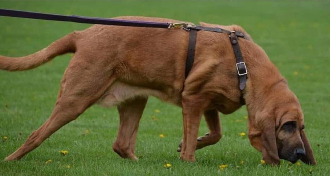 A lo largo de sus 10 años y medio de carrera, Bella estuvo involucrada en la búsqueda de cientos de desaparecidos. personas e innumerables sospechosos. Desde el día en que se unió a nosotros desde Midwest K-9 Emergency Equipo de respuesta en Lee, IL, estaba lista para rastrear y acurrucarse dependiendo de la situación. “Era una perra increíble que era un gigante gentil. No podría haber pedido un mejor socio ". dijo la diputada Laura Richardson. "Le encantaba interactuar con los niños y siempre estaba lista para comenzar cuando llegó el momento de hacer una pista ". En los últimos meses, su salud había comenzado a deteriorarse a pesar de los mejores esfuerzos de su veterinario. "Estoy feliz de que ya no tenga dolor y rezo para que nos cuide a mí y a K-9 Hope como La esperanza está más cerca de comenzar su carrera ”, dijo Richardson. El alguacil James Mendrick, el anterior Comandante de K-9 de la Oficina, se entristeció al enterarse de Bella falleció y dijo que estaba agradecido por los años de servicio a los que ella y su nariz se dedicaron. Condado de DuPage y los municipios circundantes. "Siempre supimos que cuando llamábamos a Bella obtendríamos una resolución rápida", dijo Mendrick.