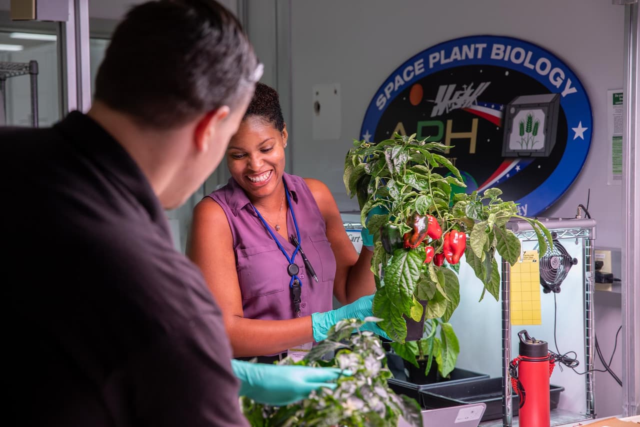 Esta es la primera de las dos cosechas del experimento, y la segunda está prevista para finales de noviembre.
<br>