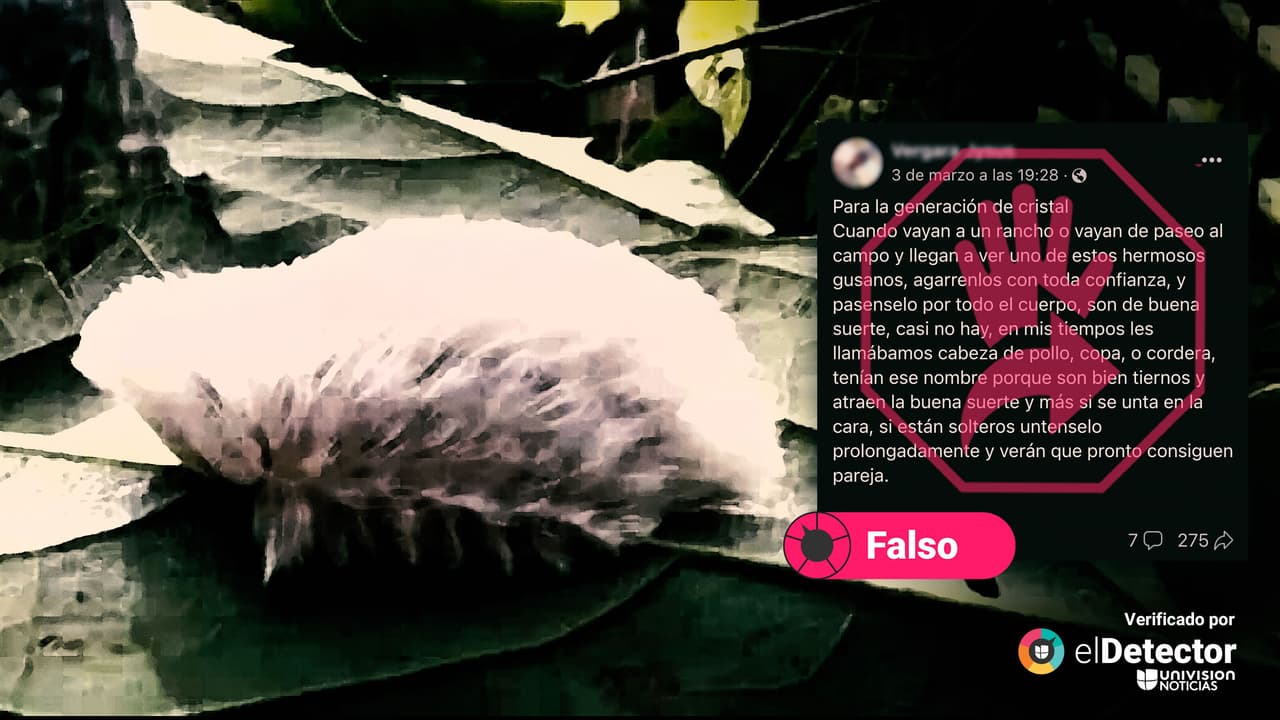 NO agarres “con toda confianza” ese “gusano” peludo: se trata de una oruga venenosa