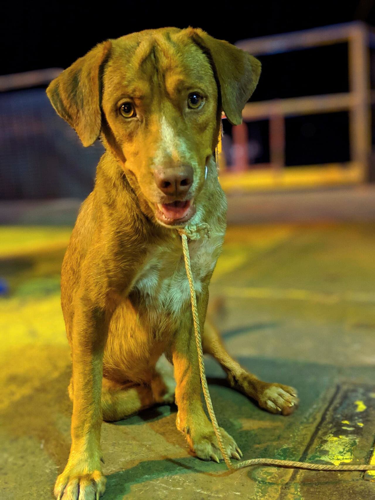 Luego de tomar agua y descansar algunas horas, la expresión del animal cambió totalmente.