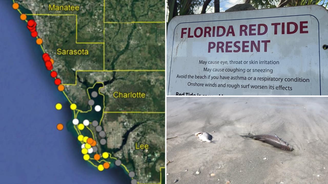 Riesgos para la salud por presencia de marea roja en la Bahía de Tampa 