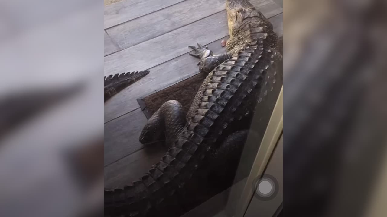 Un hombre descubre a caimán bloqueando la puerta de su casa    