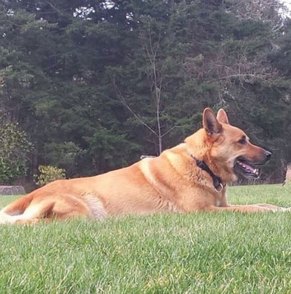 Compartió con esta imagen que habían asesinado a tiros a una de sus mascotas, el perrito Mozart.