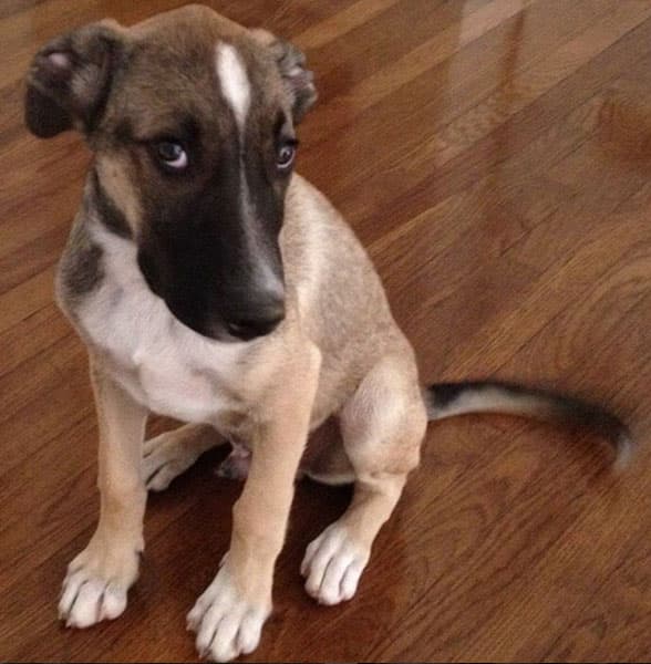 Aquí uno de sus perritos, cuando era cachorro.