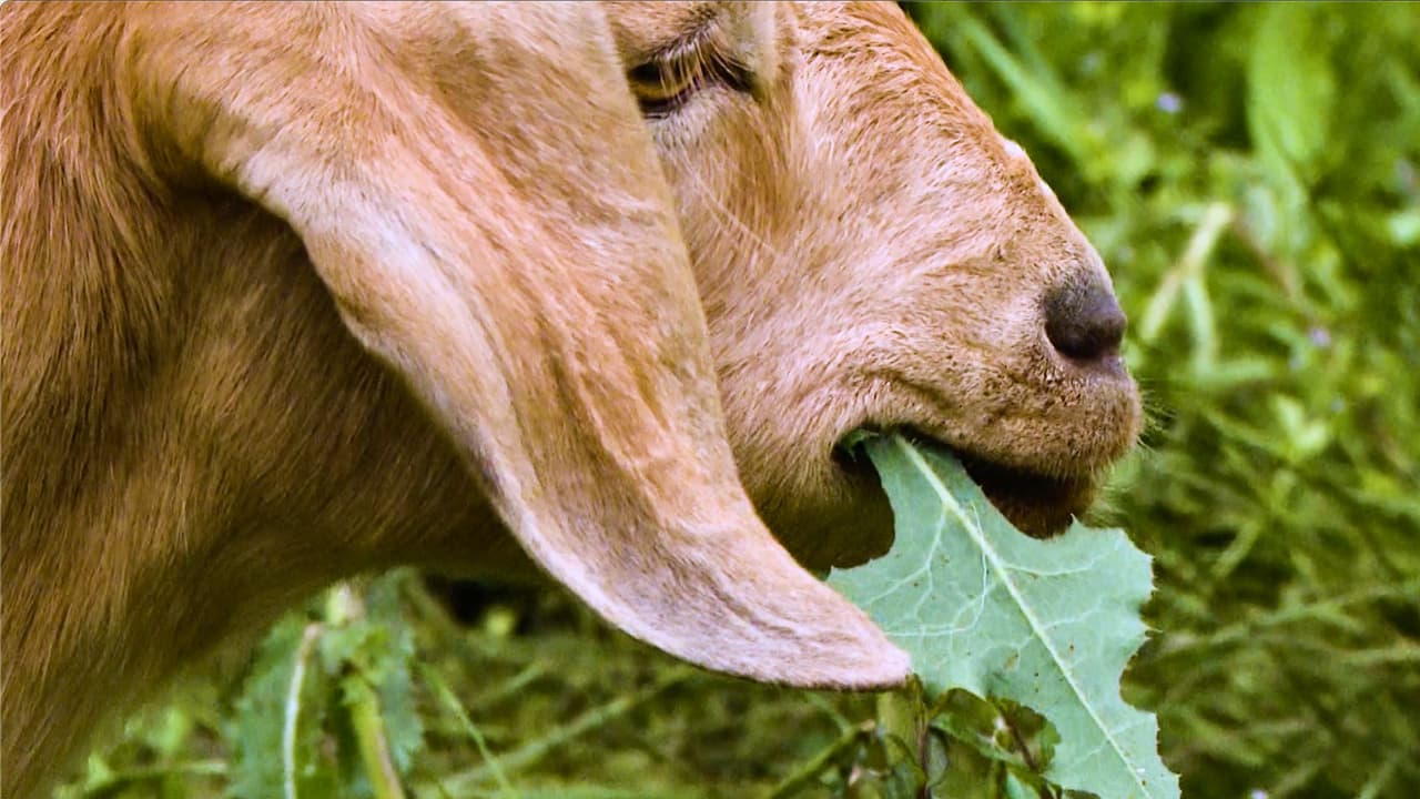 “Ellas hacen el trabajo sin contaminar”: las cabras que ayudan a limpiar Dallas y proteger sus árboles.