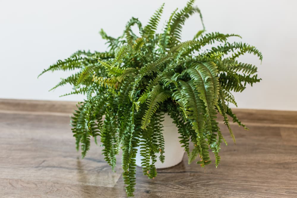 También desde hace muchísimos años, las hojas de los helechos se usan para realizar excelentes amuletos, que nos protegen de la maldad, mala vibra y llenan de sabiduría y prosperidad nuestro camino.