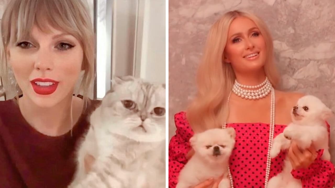 Las mascotas más ricas y extravagantes de los famosos: algunas viven en su propia mansión