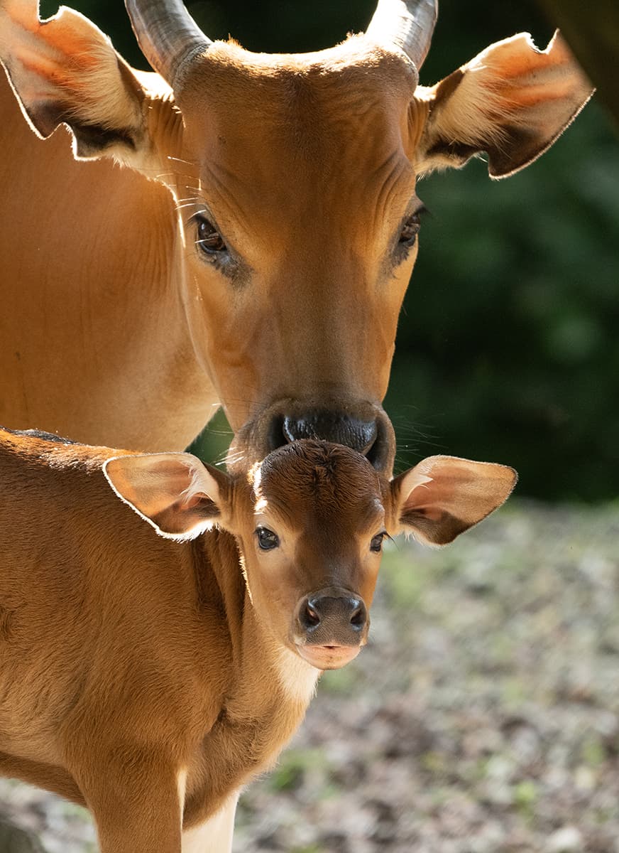 En el Zoológico de Miami nació un ejemplar de una especie en peligro de extinción


