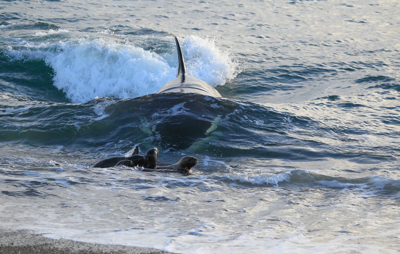 Las orcas tienen de 10 a 13 pares de dientes que se intercalan al morder como un cierre. Esta característica los agrupa dentro de los llamados Odontoceti, que son los cetáceos con dientes, junto con los delfines y los cachalotes.