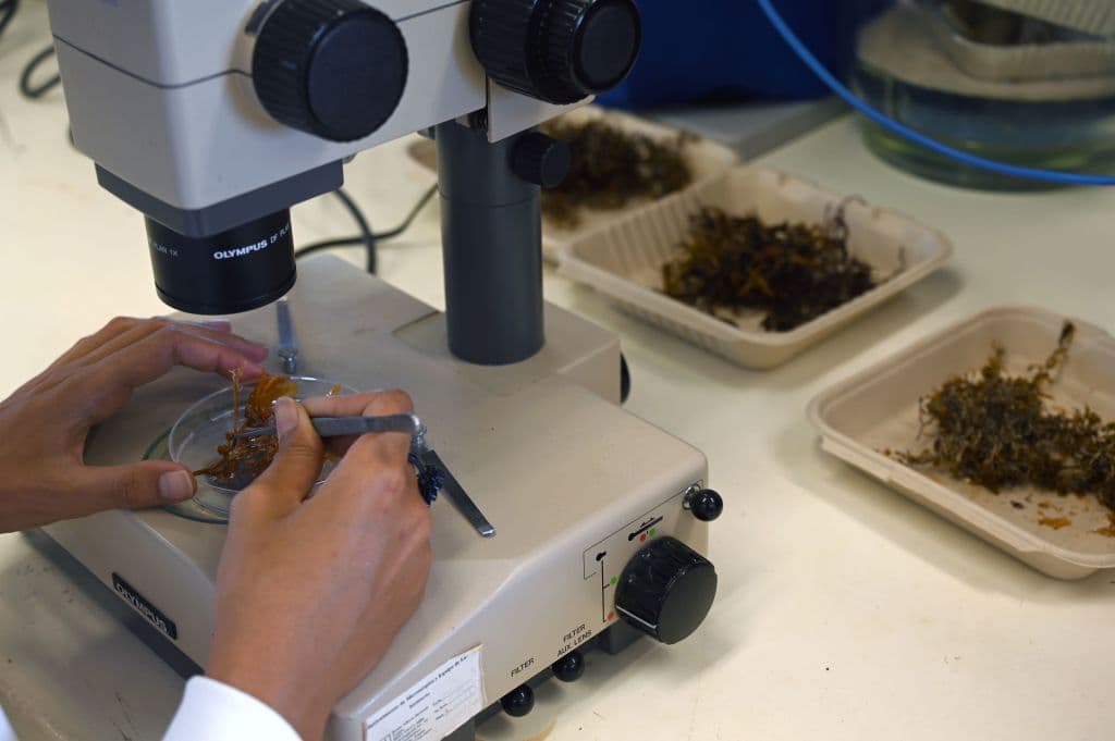 Mexican scientist Marta Garcia examines Sargassum at a laboratory of the Institute of Marine Sciences in Puerto Morelos, Quintana Roo state, Mexico, on May 15, 2019.
