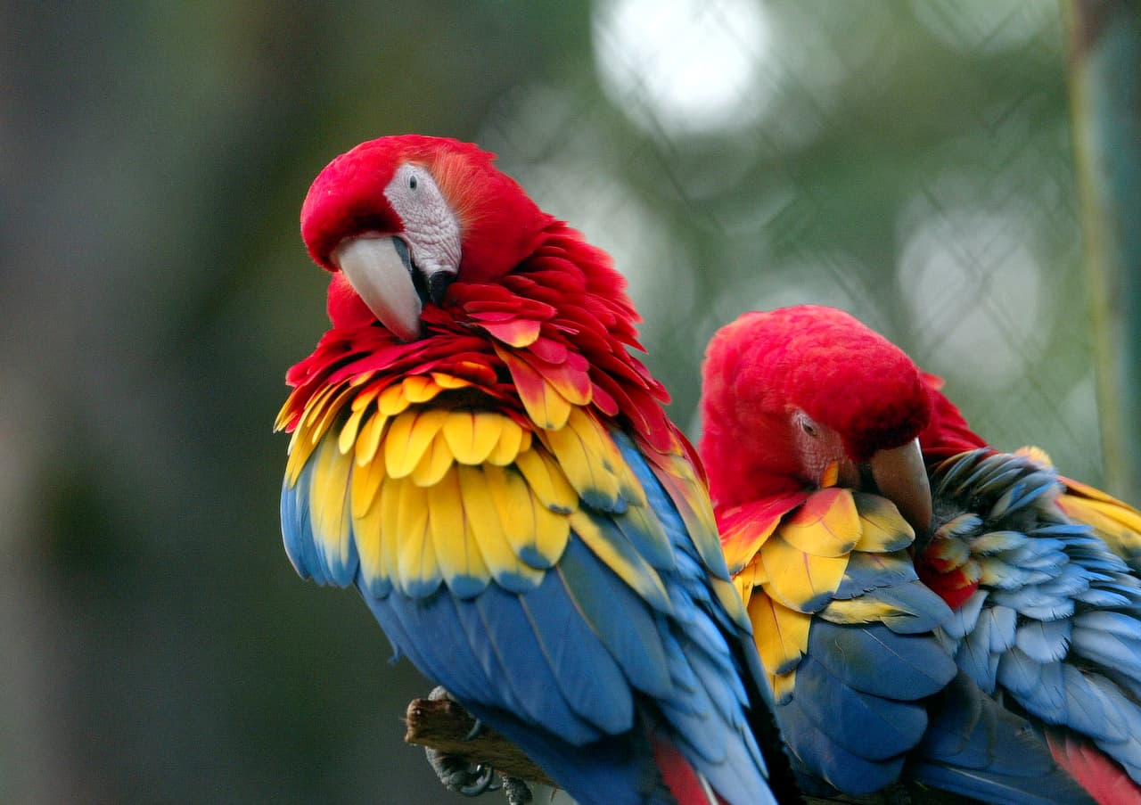 Un plumaje vívido rojo puede funcionar como indicativo de ‘calidad’ de pareja. Se cree que es así porque los genes que definen este color, que suele estar estrechamente vinculado a la atracción del sexo opuesto, también tienen un importante rol en la habilidad de desintoxicarse. Es decir: cuanto más rojo, mejor habilidad para librarse de sustancias nocivas de su cuerpo, estos son genes convenientes para pasarle a la cría.
