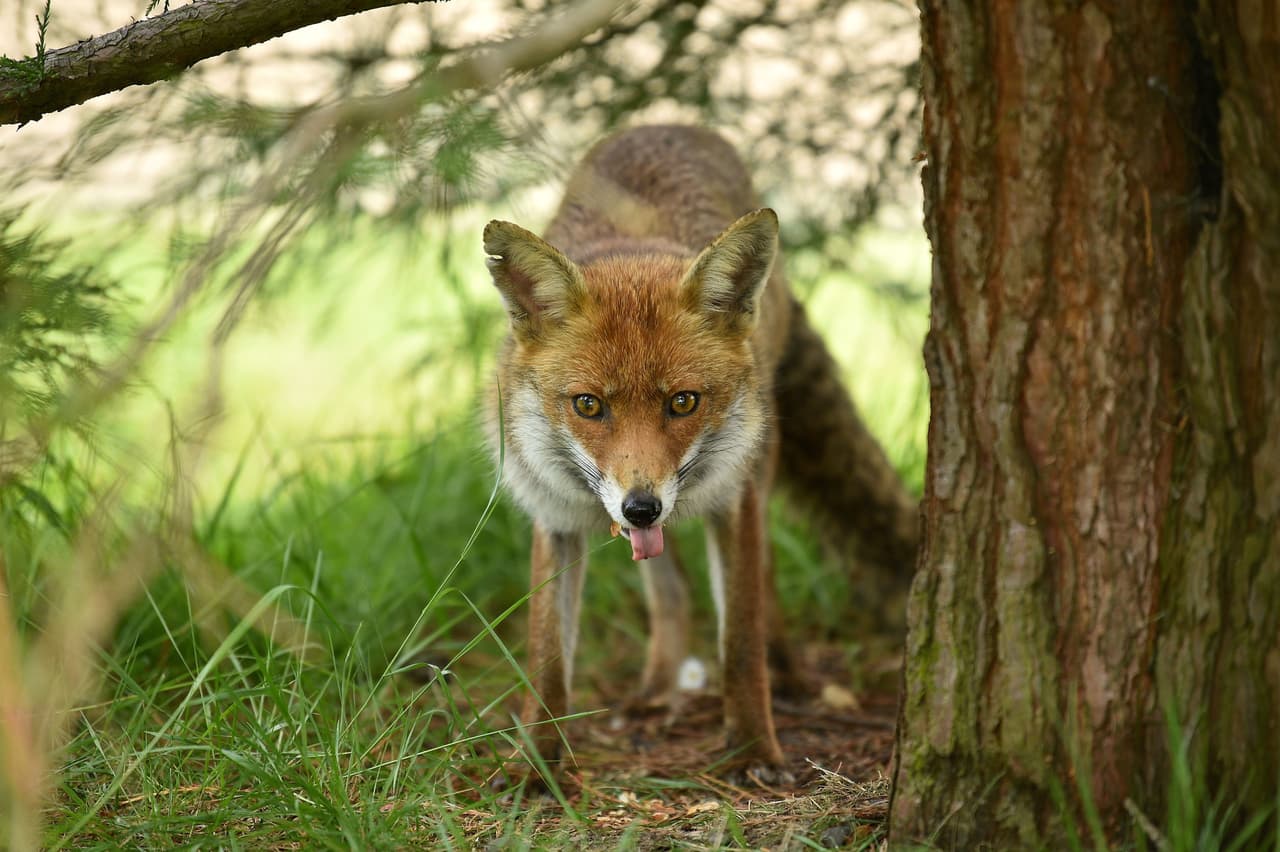 Cuide a su mascota: hay un animal infectado con rabia que está suelto en un área de Broward 