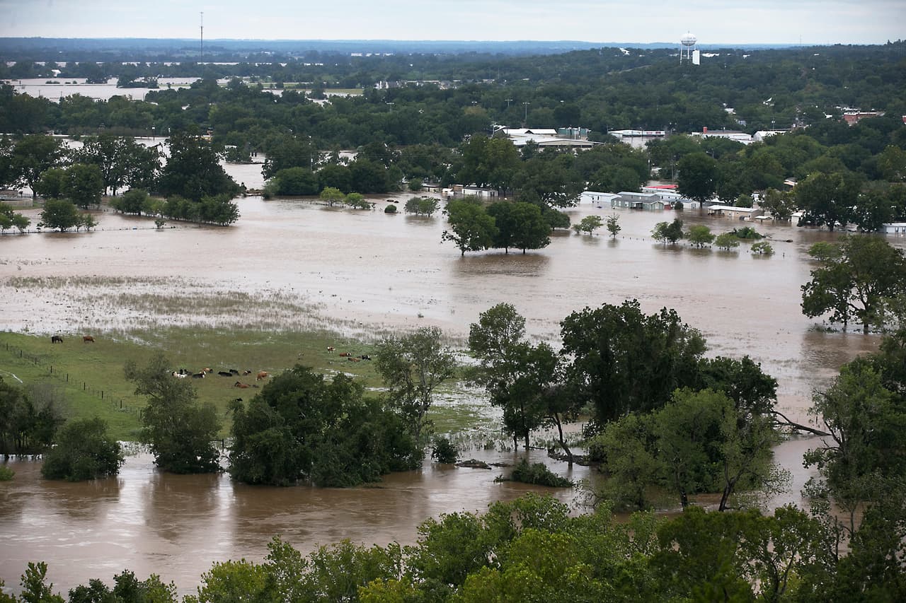 Unas vacas en medio de las inundaciones cerca del río Colorado en La Grange, Texas.