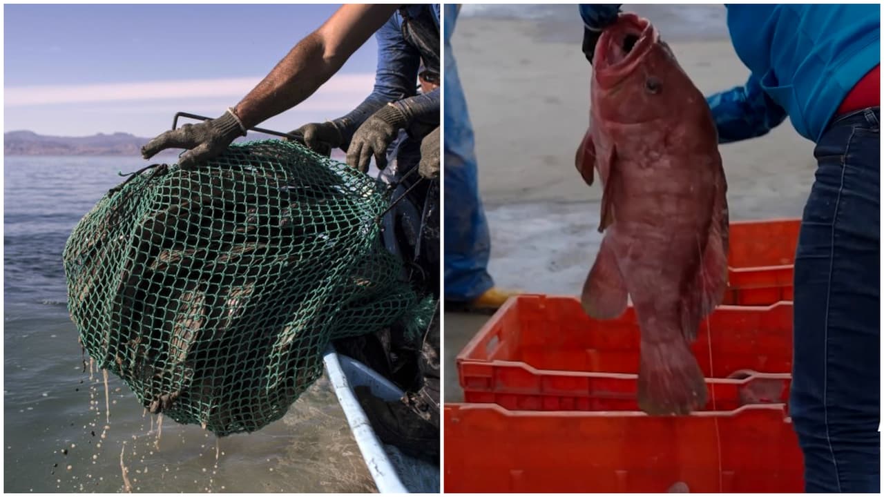 México enfrenta sanciones de EEUU por no combatir la pesca ilegal y amenazar especies protegidas