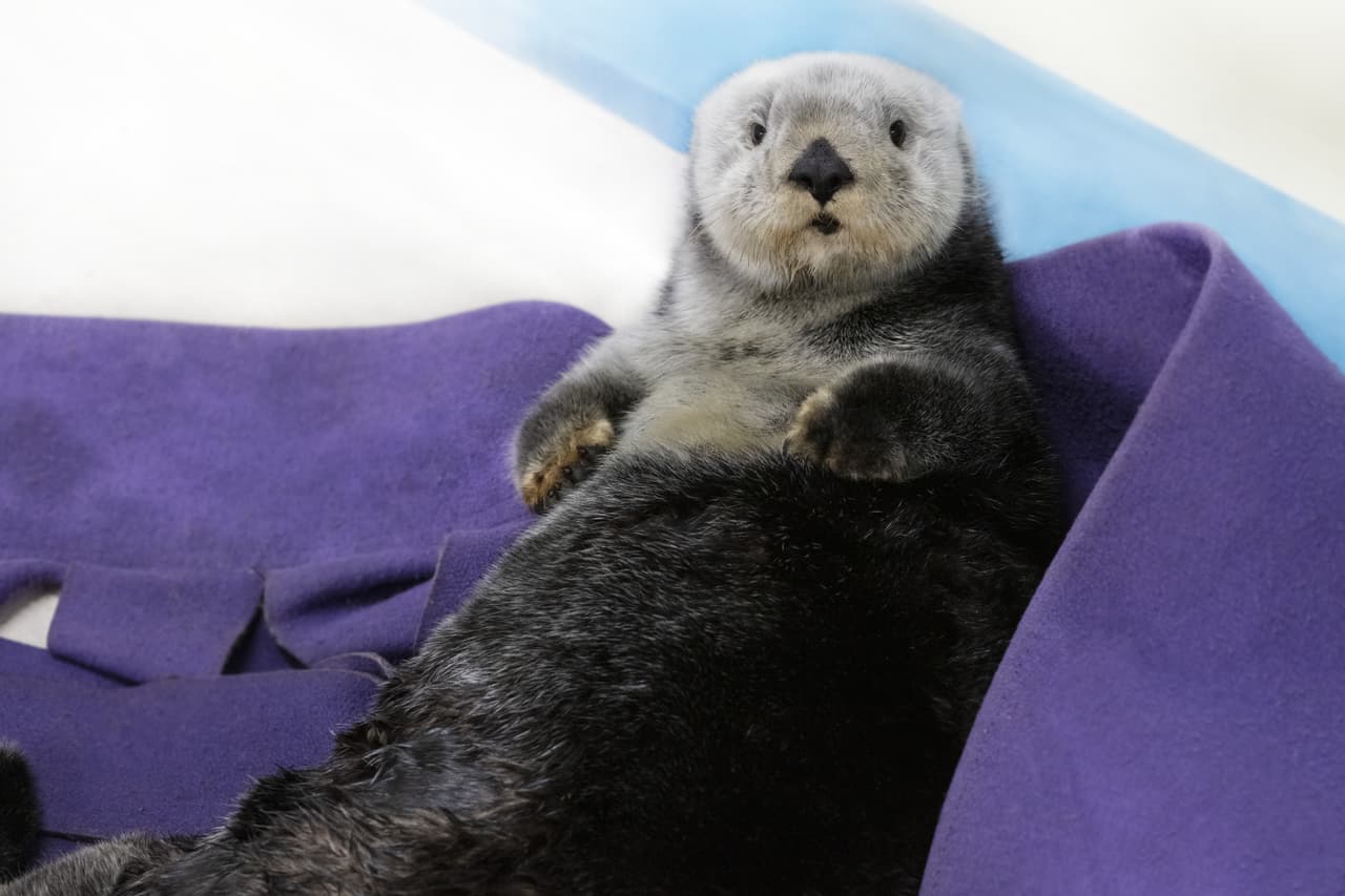 Luna es muy aseada y ella misma puede retirarse cualquier suciedad de sus pelitos, e incluso sopla a su cuerpo para limpiarse.