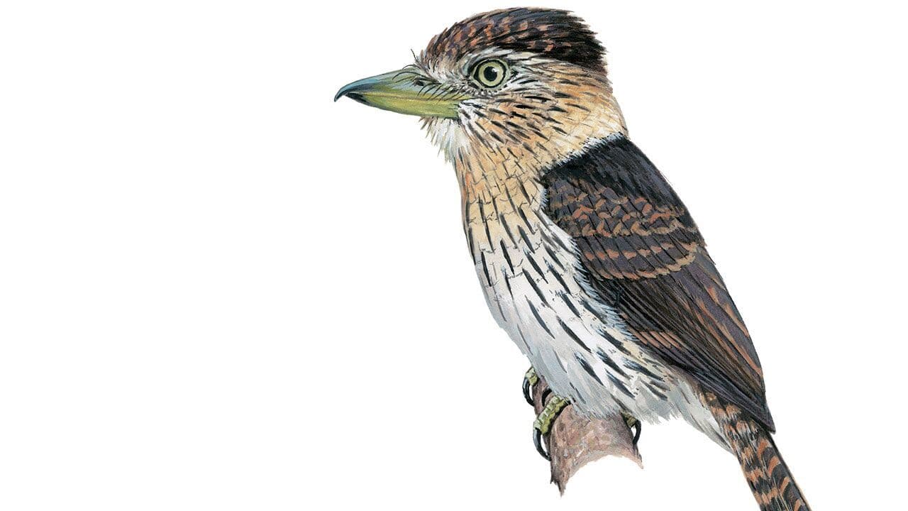 En 2008, el biólogo Bret Whitney en la Universidad Estatal de Luisiana en Baton Rouge estaba haciendo trabajo de campo en el Amazonas cuando oyó a un pájaro cantar una canción que nunca había escuchado antes. Después de analizar su ADN, Whitney se dio cuenta de que había encontrado una nueva especie de aves gruesas y con cabezas excepcionalmente grandes que viven en su mayoría vidas solitarias en las copas de los árboles amazónicos. Lo nombró Nystalus obamai en un libro de los pájaros del mundo en junio de 2013. Aegura que la promoción de Obama de energías limpias como la solar, protegería el hábitat de especies como estas.