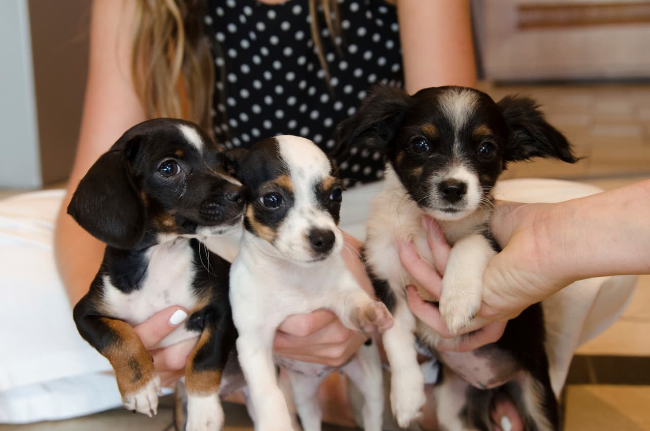 ¿Andas buscando un nuevo amigo peludo? Puedes adoptar un perro en Sacramento
