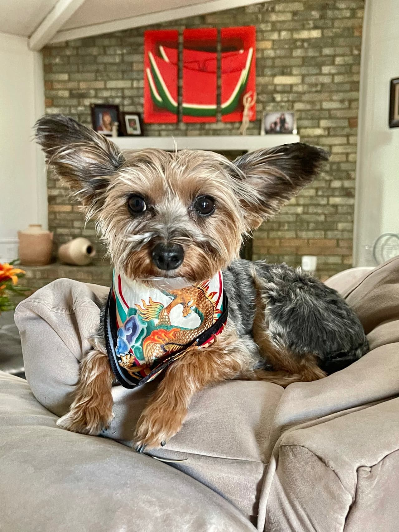 También el cachorrito de nuestro presentador Angel Pedrero que se llama Bean y que es muy travieso, pero educado. 
<br>