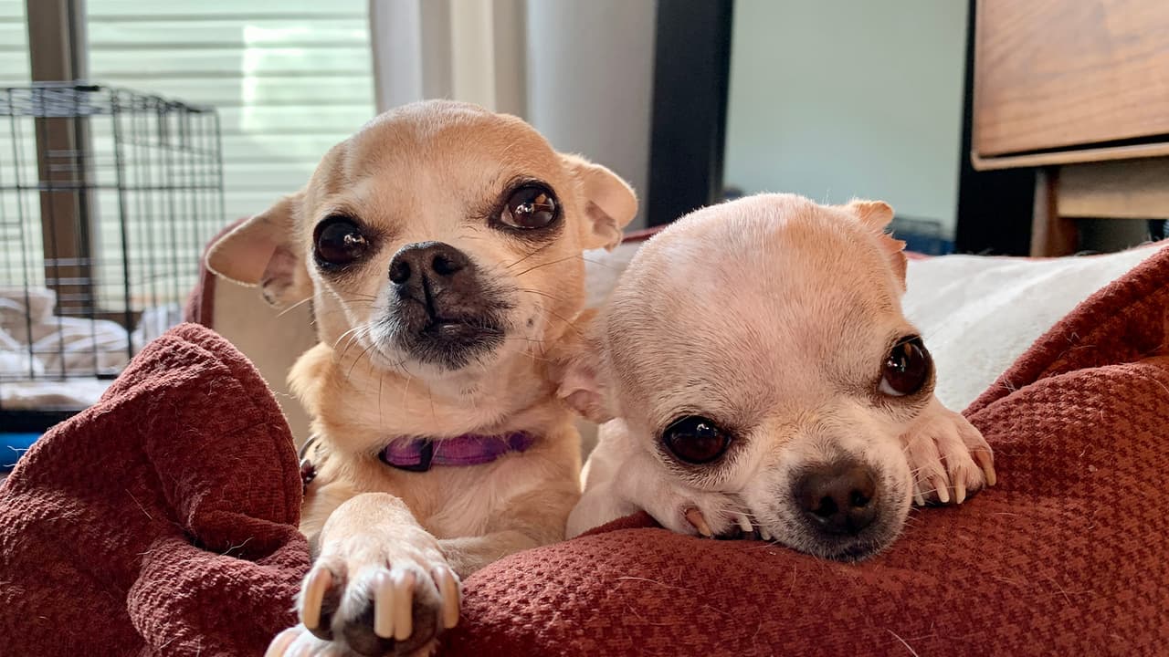 Si el animal no tiene microchip, entonces será difícil dar con su dueño y terminará en un refugio de animales o con otra persona que no sabes si te lo va a regresar.