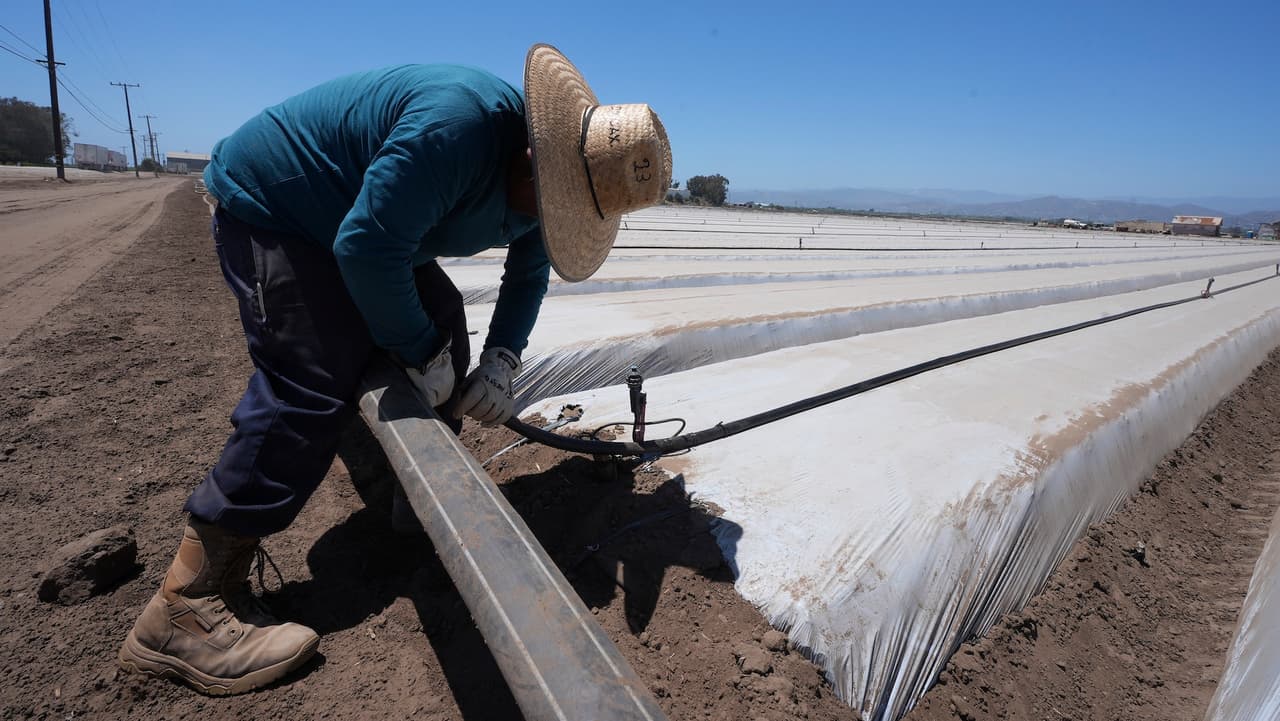 Aumentan casos de fiebre del valle en California: trabajadores agrícolas los más afectados
