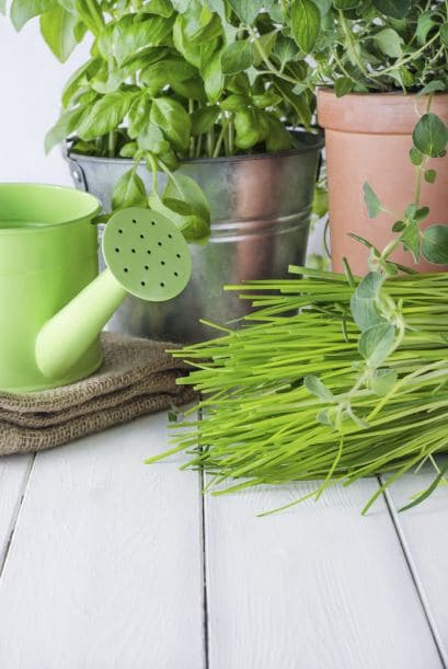 Toma en cuenta que las hierbas aromáticas no soportan tener las raíces en una tierra demasiado húmeda.