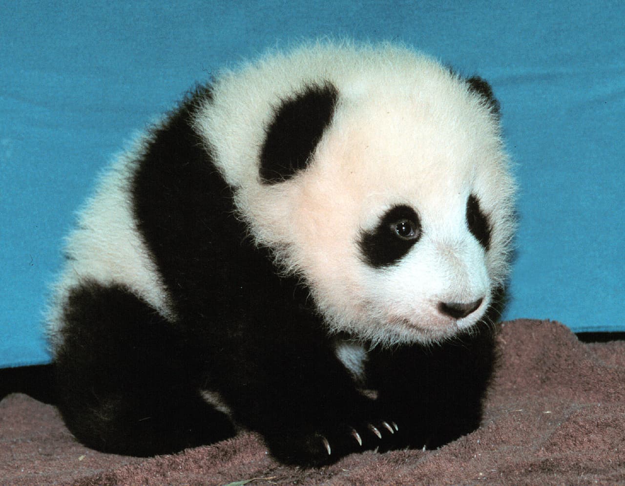 Los cachorros que nacieron en suelo Californiano, ayudaron a los científicos a aprender mucho sobre el comportamiento del panda, el embarazo, los nacimientos y la atención materna y geriátrica.
<br>
<br>