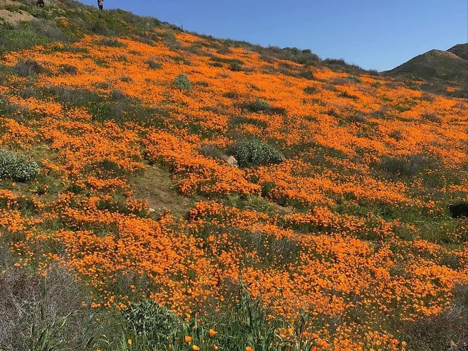 California sería escenario de una superfloración en primavera