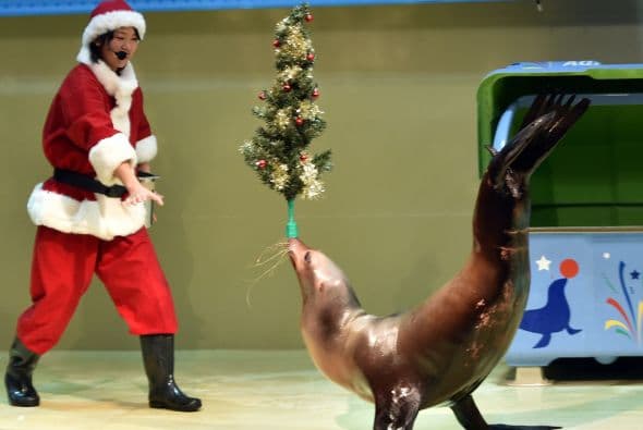 Este león marino equilibra asombrosamente un árbol de Navidad en su nariz en Tokio.