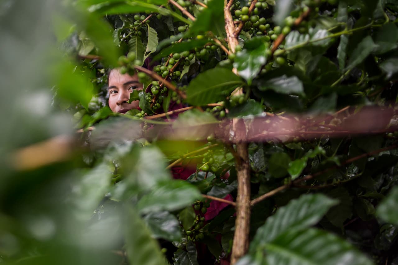 Elsa, otra mujer trasngénero Embera, se escurre entre los árboles de café para recoger los granos. Cuenta que se vistió de mujer por primera vez cuando tenía nueve años.