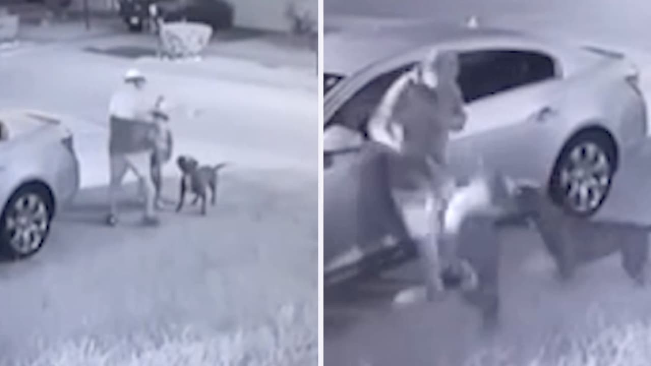 Dos perros pitbull atacan a un hombre al noroeste de Houston y queda captado en video