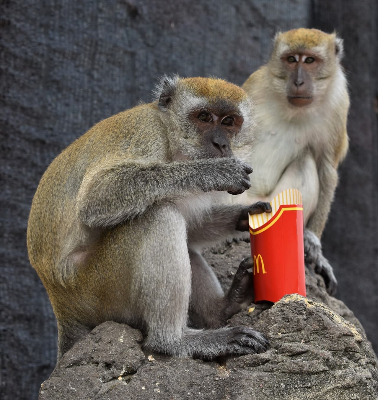 <b>Foto destacada.</b> Los macacos de cola larga en Batu Caves, Malasia, aprovechan al máximo los alimentos que las personas han descartado (y a menudo los alimentos que no han descartado).
<br> 
<br>