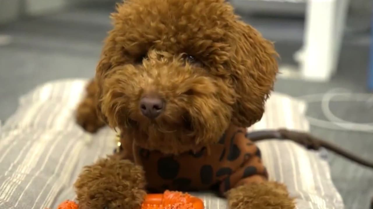 ¿Tienes mascotas?: Te decimos qué raza de perro se corona como la más popular en EEUU