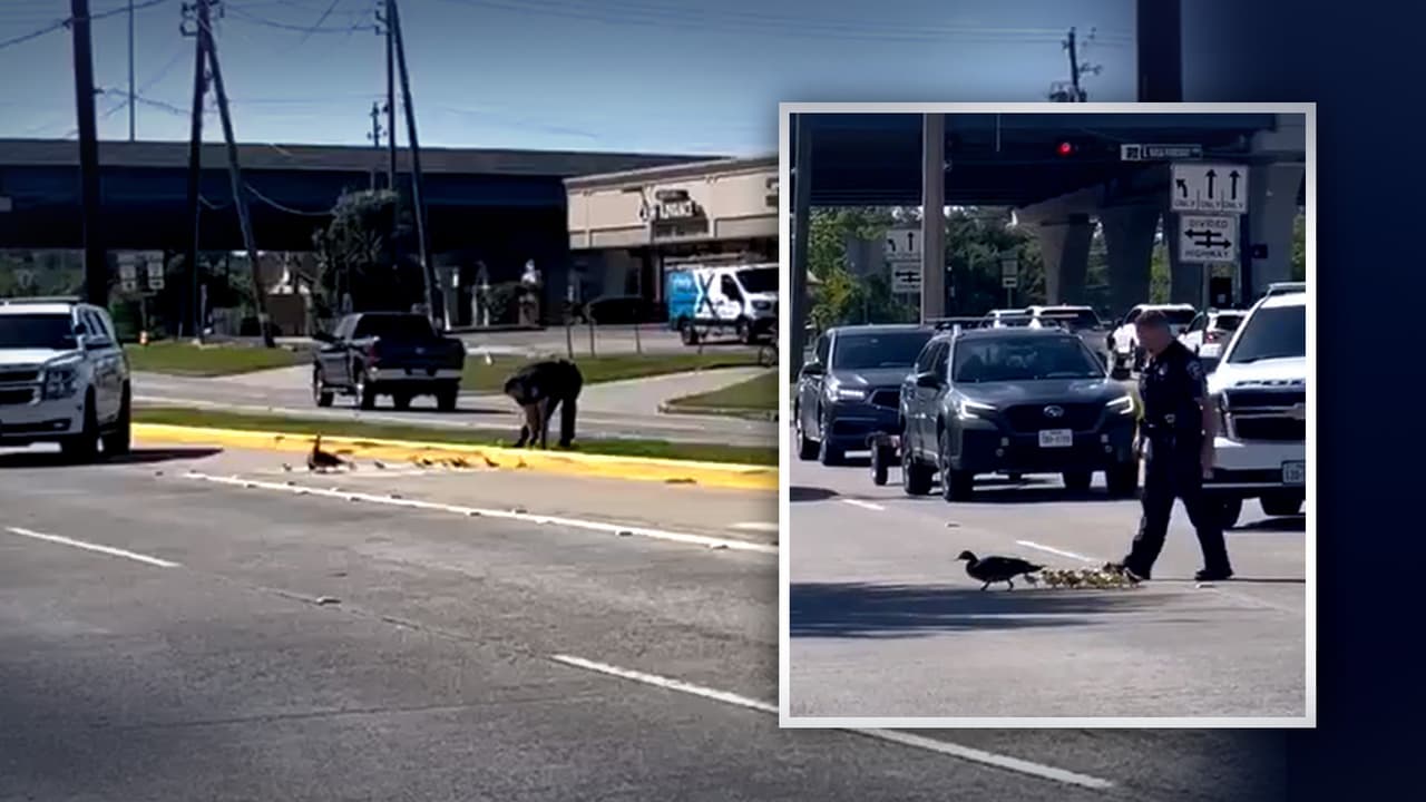 Oficial de Texas detiene el tráfico para salvar a una mamá pato y sus crías: todo queda captado en video