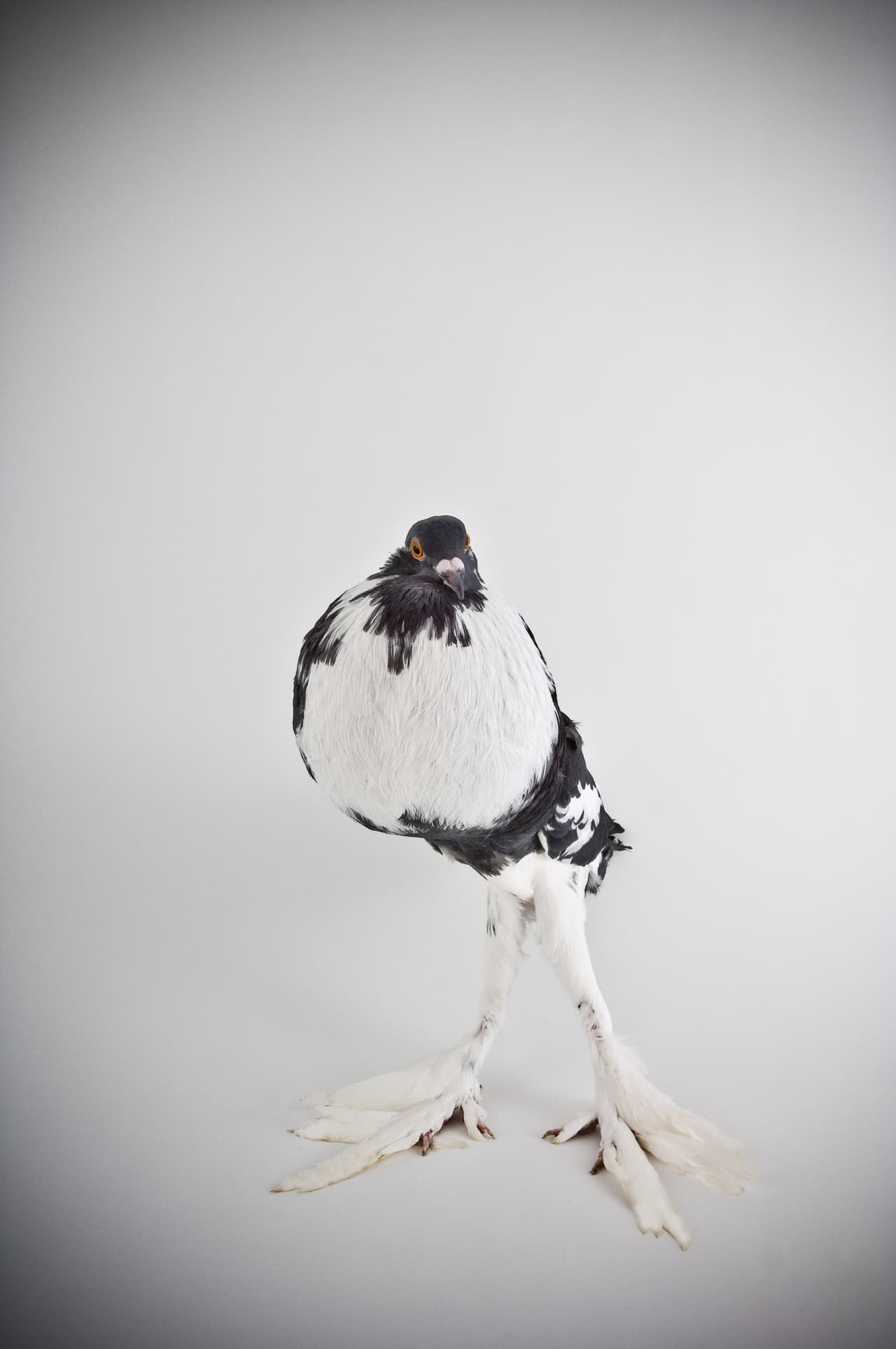 Desde las English Carrer hasta las Voorbug Shield Cropper: ¡estas especies pasaron frente a la lente!