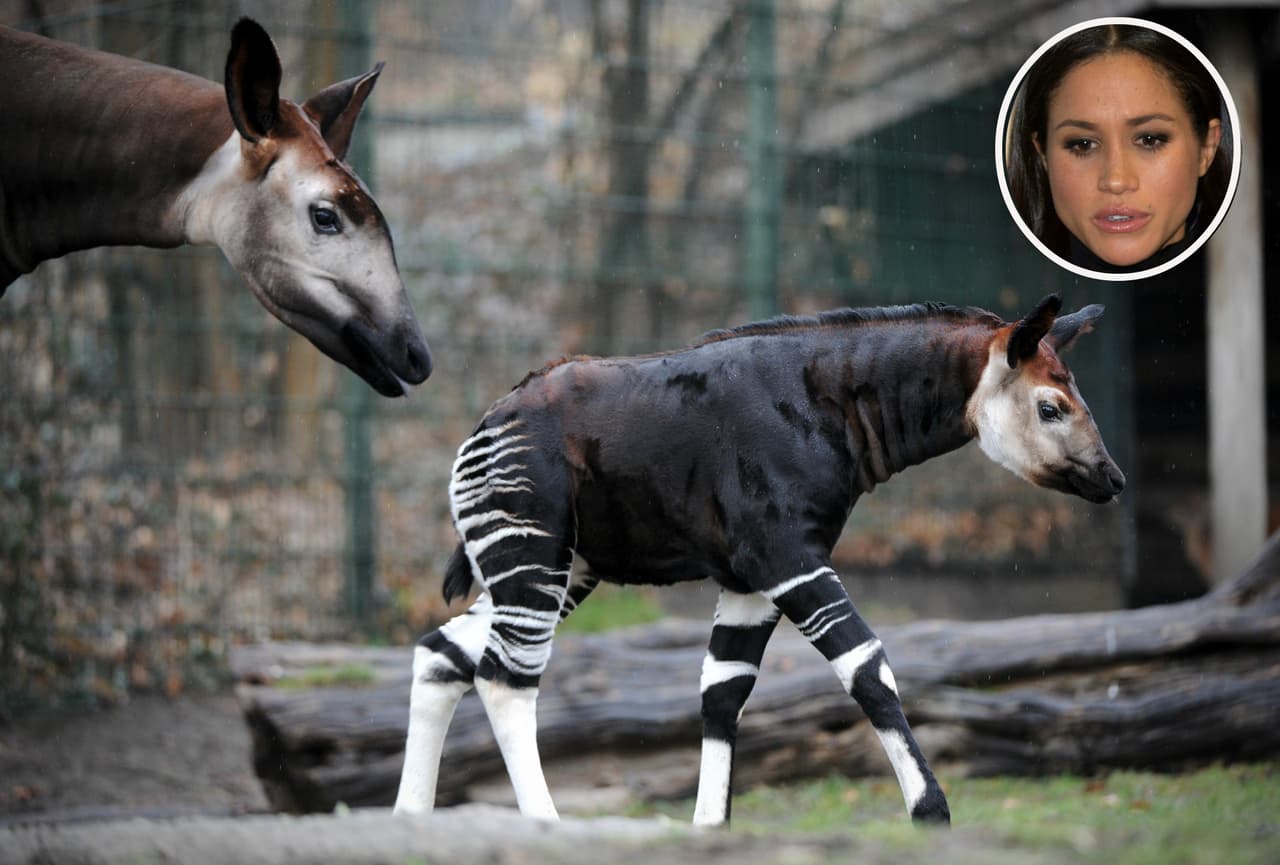 En honor a Meghan Markle el Zoológico de Londres bautiza a un animal en peligro de extinción