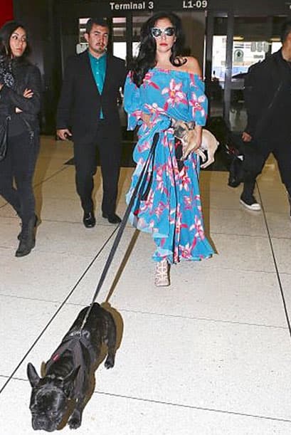 ¿Sabían que uno de los perritos de la cantante debutó como modelo para una campaña de moda?