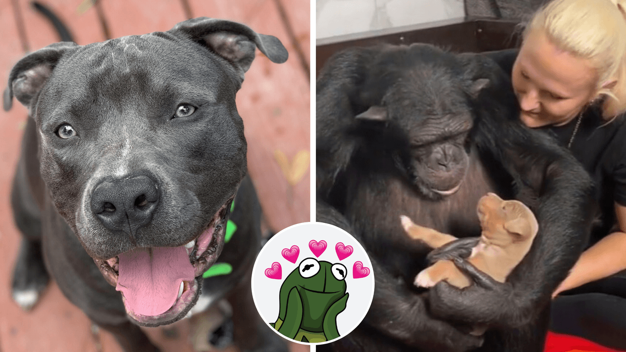 Chimpancé cuida a perrito como si fuera su hijo: inusual relación causa furor en TikTok