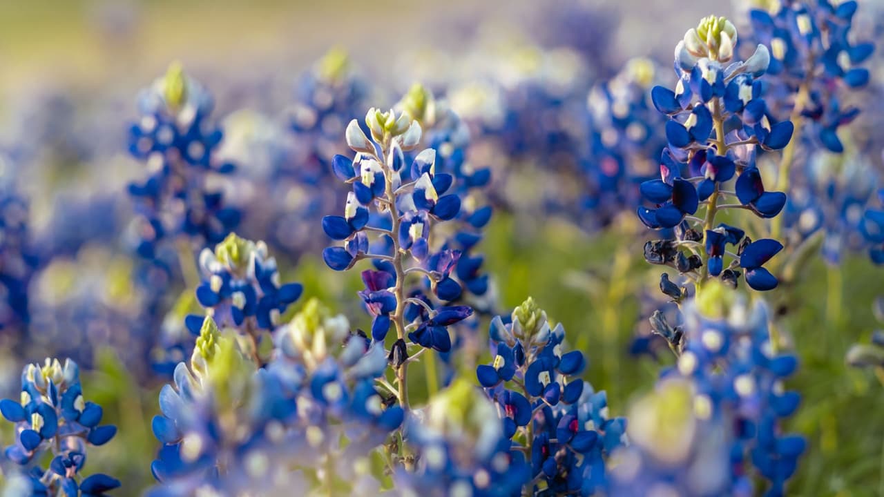 <h3 class="cms-H3-H3">Flores, parques y actividades al aire libre </h3>La primavera también 
<b>es temporada de flores. </b>
<br>Las bluebonnets, una de las más conocidas,
<b> no siempre aparecen al mismo tiempo. </b>
<br>En el norte de Texas pueden tardar más que en el centro del estado y, en algunos casos, 
<b>no alcanzan su punto máximo hasta mayo. </b>
<br>Las autoridades recomiendan 
<b>observarlas solo desde zonas seguras. </b>
<br>Detenerse en carreteras 
<b>puede ser peligroso. </b>
<br>Para familias, esta estación es ideal para: 
<br>👉🏻 Visitar parques y senderos 
<br>👉🏻 Planear pícnics en días estables 
<br>👉🏻 Retomar actividad física al aire libre 
<br>👉🏻 Participar en festivales locales de primavera